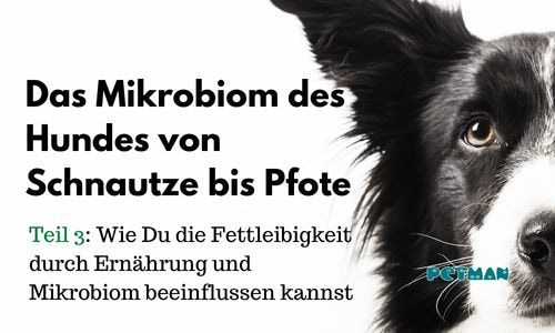 Teil 3: Wie Du die Fettleibigkeit durch Ernährung und Mikrobiom beeinflussen kannst