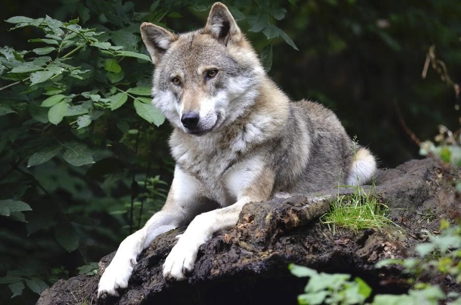 Wolf liegt im Wald