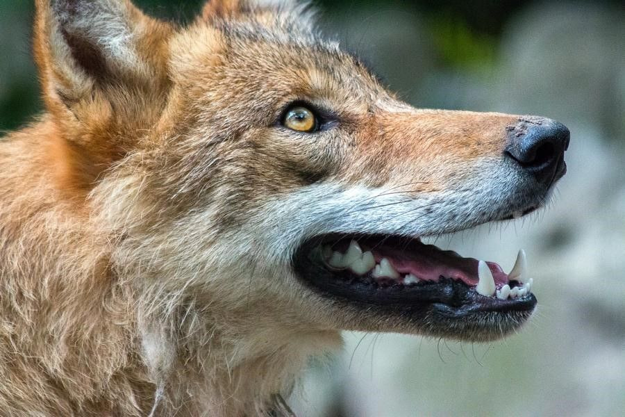 Wolf zeigt seine Zähne