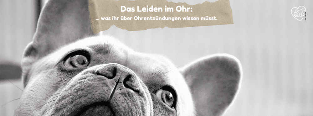 Ohrentzündungen, was ihr wissen müsst