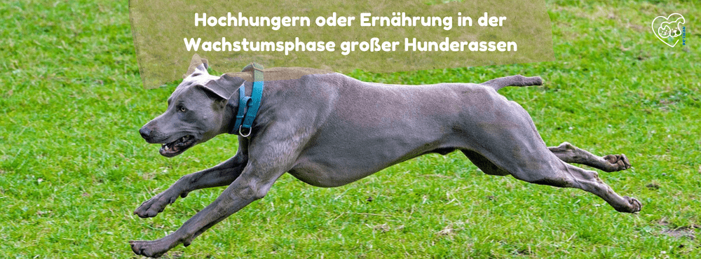 hochhungern-oder-ernahrung-in-der-wachstumsphase-grosser-hunderassen