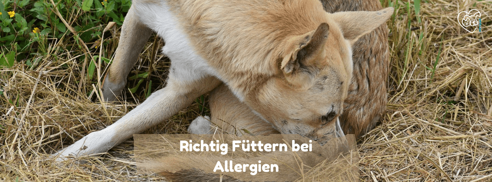 Blogbeitrag Allergien