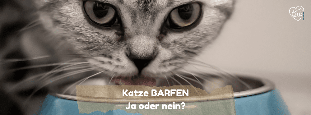 Katze BARFEN - Ja oder nein?