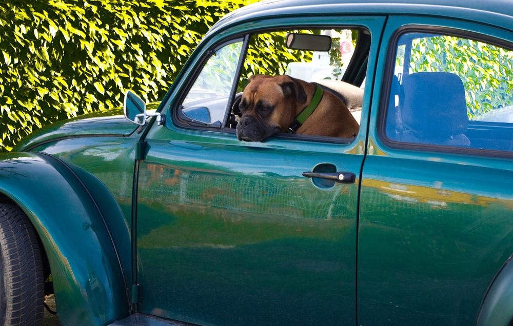 Hund im VW Käfer mit offenem Fenster