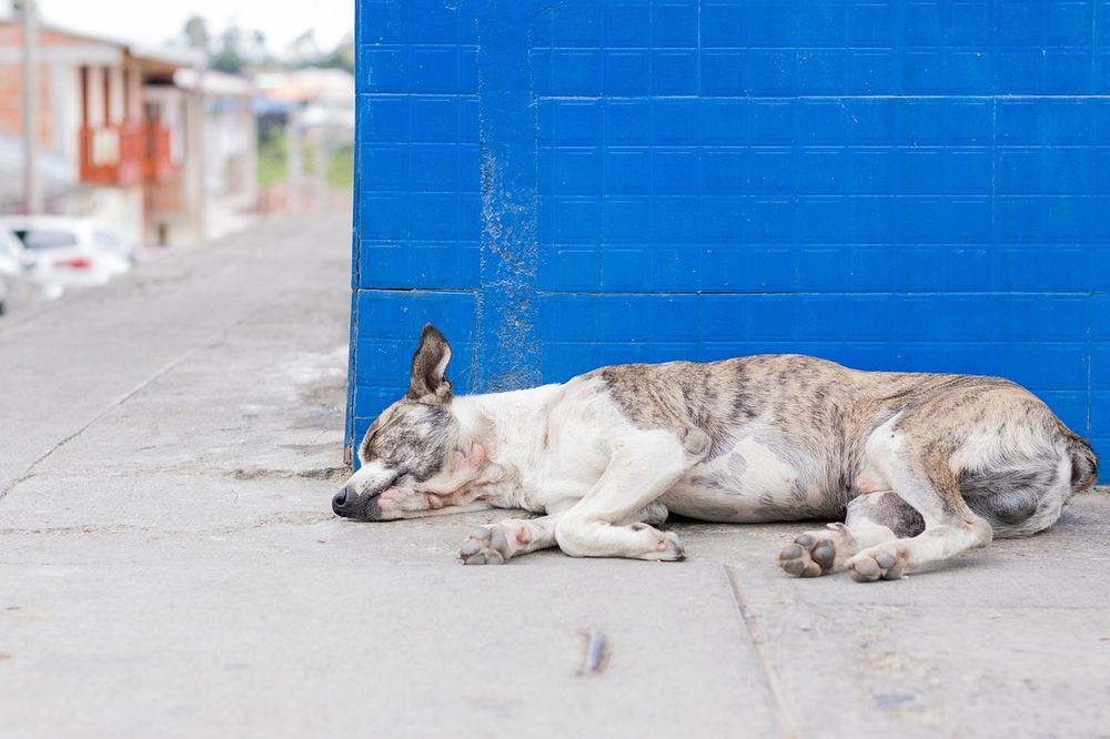 Kranker Hund liegt an einer blauen Mauer