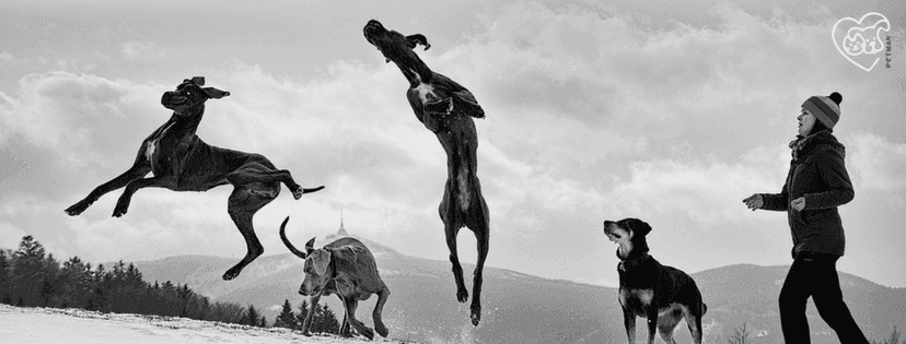 Vier Hunde und eine Frau in der Natur. Zwei Hunde springen hoch.