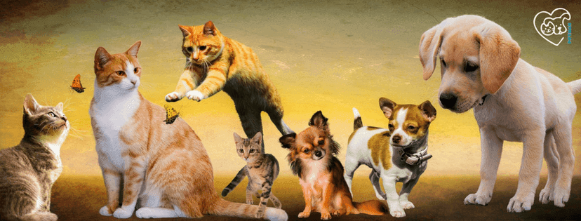 Hunde und Katzen in einem zusammengesetzten Bild