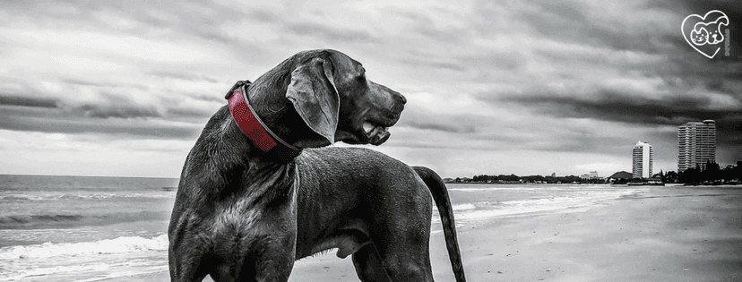 Weimarer Rassehund am Strand mit Häuser im Hintergrund