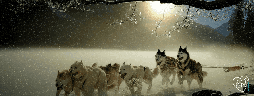Schlittenhundegespann im Schnee vor tiefliegender Sonne