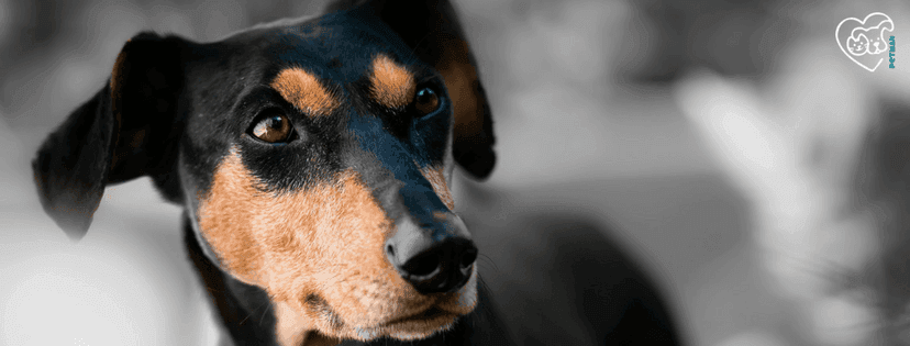 kleiner neugieriger Hund  