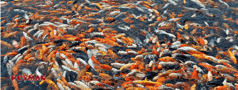 großer bunter Fischschwarm 