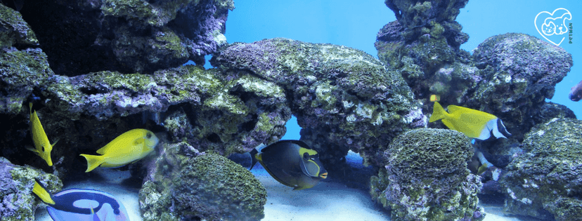 Fisch im Seewasseraquarium vor Steinen