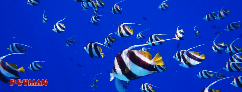 gestreifter Fischschwarm im offenen Meer