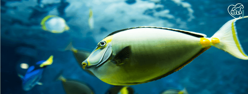 großer gelber Fisch in Nahaufnahme im Meer