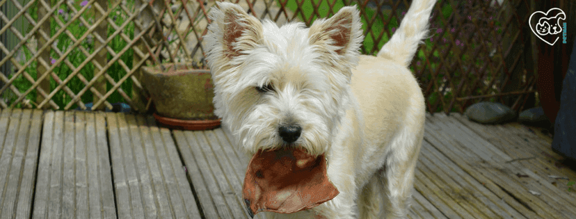 kleiner süßer Yorkshire Terrier hat Fleisch im Maul