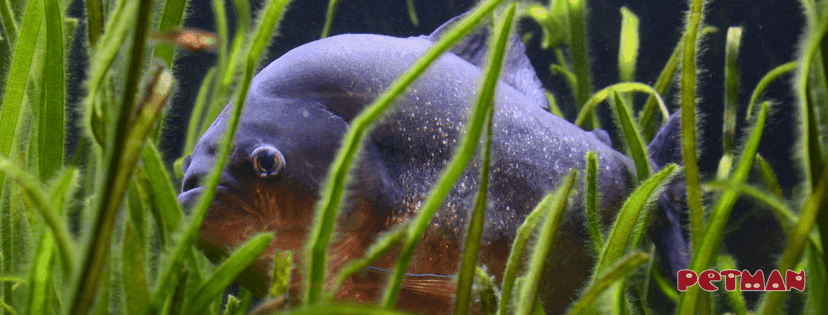 dicker grauer Fisch im Seegras