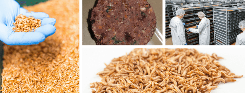 Einzelbilder mit Buffalowürmer für Petman Buffy