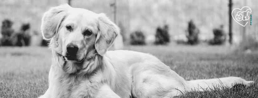 mittelgroßer Labrador (schwarz-weiß Bild)