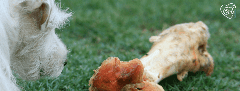 kleiner weißer Hund schaut auf riesigen Knochen