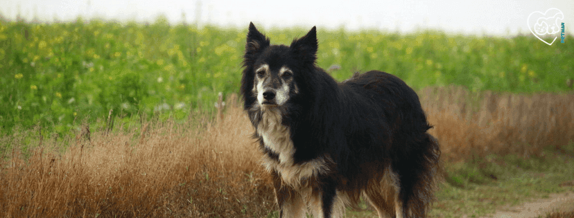 mittelgroßer Hund auf Gehweg im Wald vor einer Weide