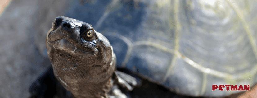 Nahaufnahme eines Schildkrötenkopfes im Hintergrund ihr Panzer