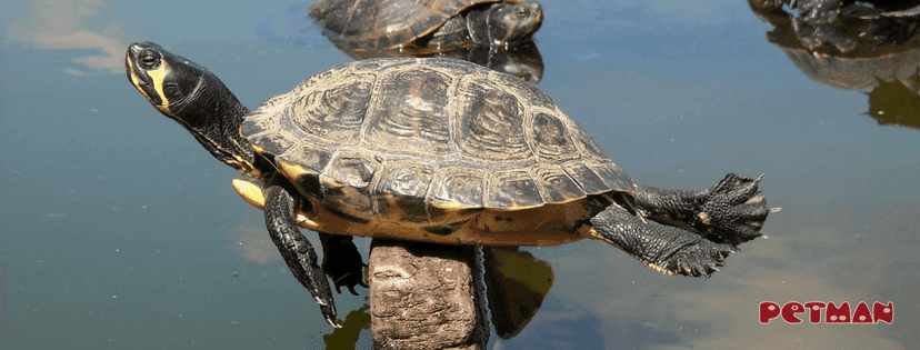 Schildkröte liegt auf einem Stein der aus dem Wasser ragt