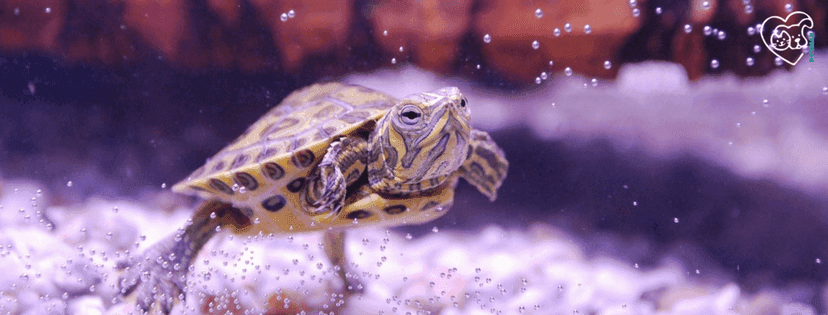 schwimmende Schildkröte im Aquarium