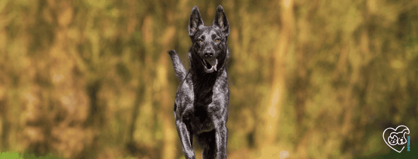 Schwarzer Hund der im Freien rennt