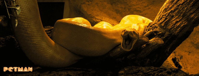 Schlange liegt auf einem Ast