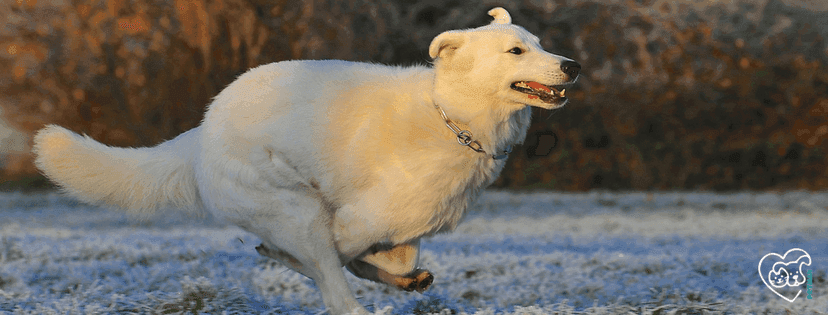 Weisser Hund lauft auf einer schneebedeckten Wiese
