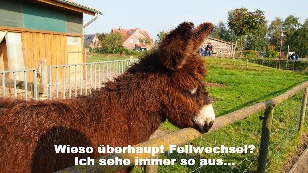 Esel mit verpfilzten braunen Fell am Zaun einer Wiese