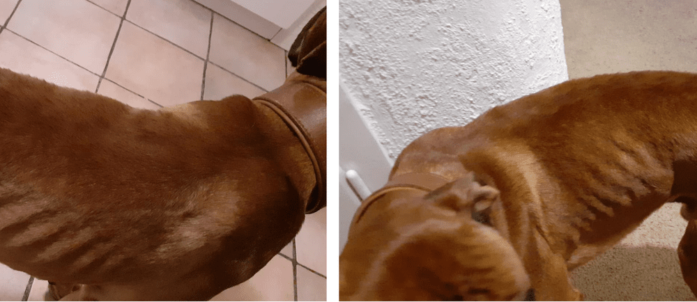 sirene opskrift Afspejling Völlige Genesung zweier Junghunde nach starkem Clostridienbfall