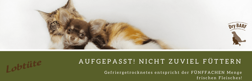 Hund liegt im Arm einer Katze