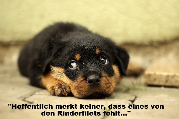 ein schwarzer Welpe der auf einer Terrasse liegt